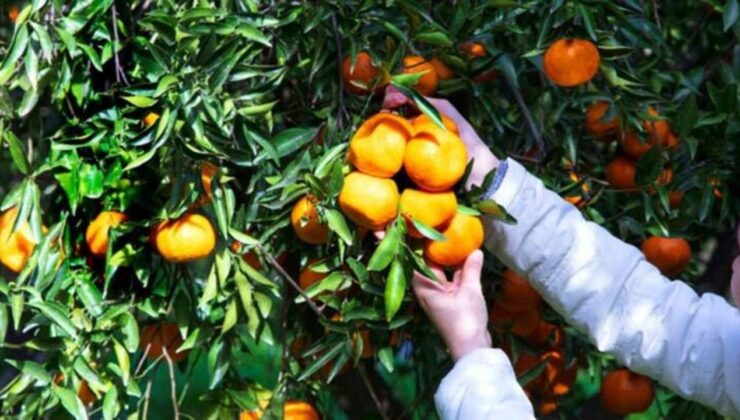 Cypfruvex narenciye ürün fiyatlarını açıkladı