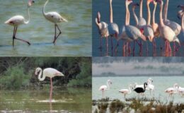 Kuraklık Flamingo’ların gelişini etkiledi
