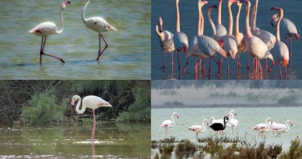 Kuraklık Flamingo’ların gelişini etkiledi