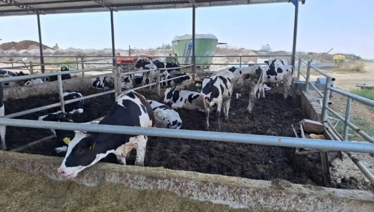 Şap hastalığına karşı aşılama devam ediyor: 57 bin 576 doz uygulandı!